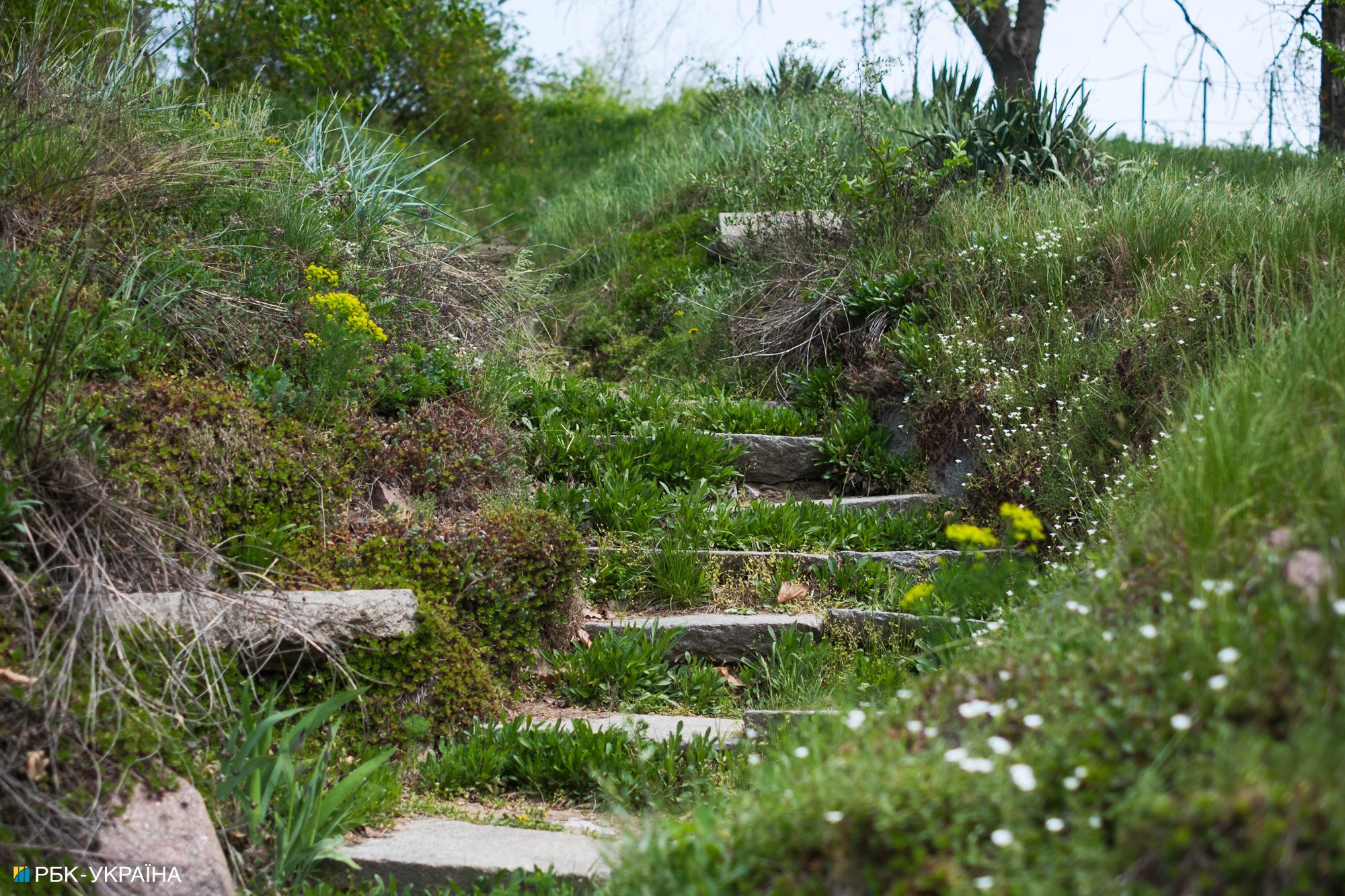 Бузок старіє, а кедр стане новим символом Києва, - Микола Шумик, Ботсад ім. Гришка